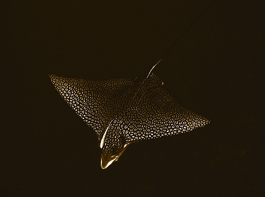 Spotted Eagle Ray (Sepia)
