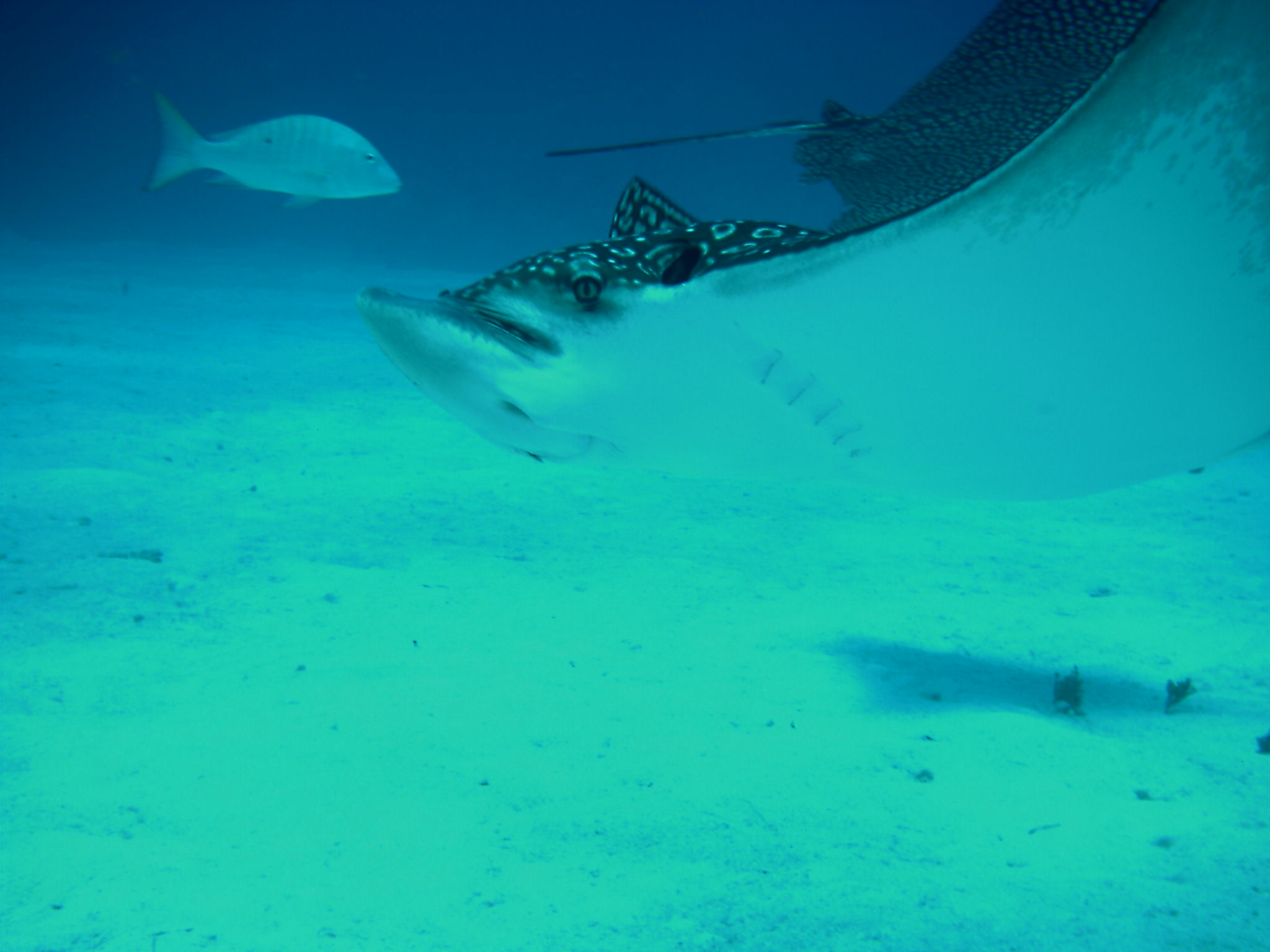Spotted Eagle Ray- Up Close & Personal Aug 2004