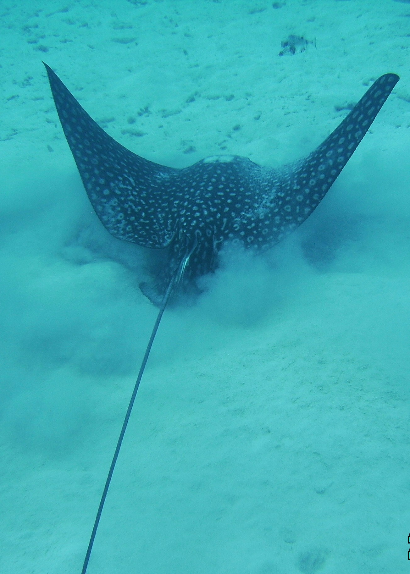 Spotted eagle ray