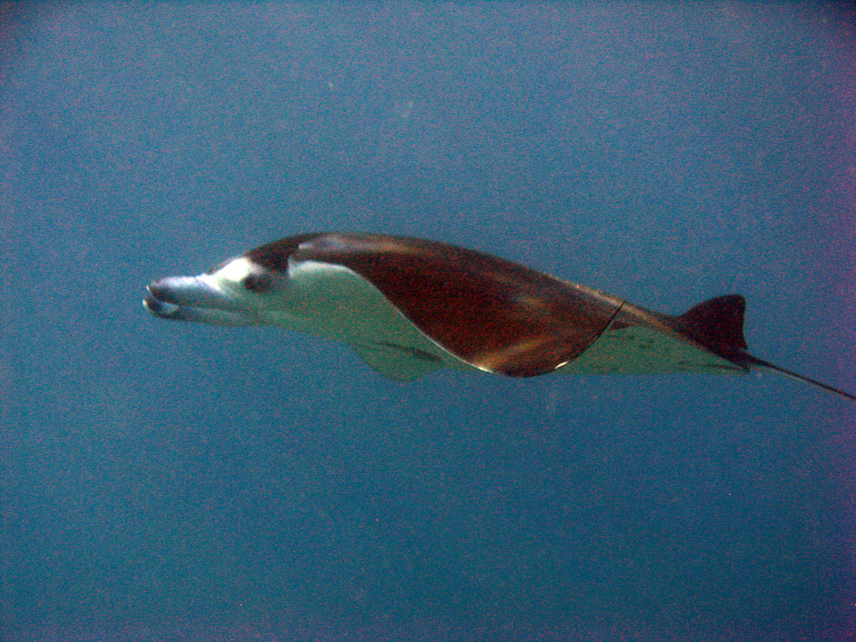 Spotted Eagle Ray