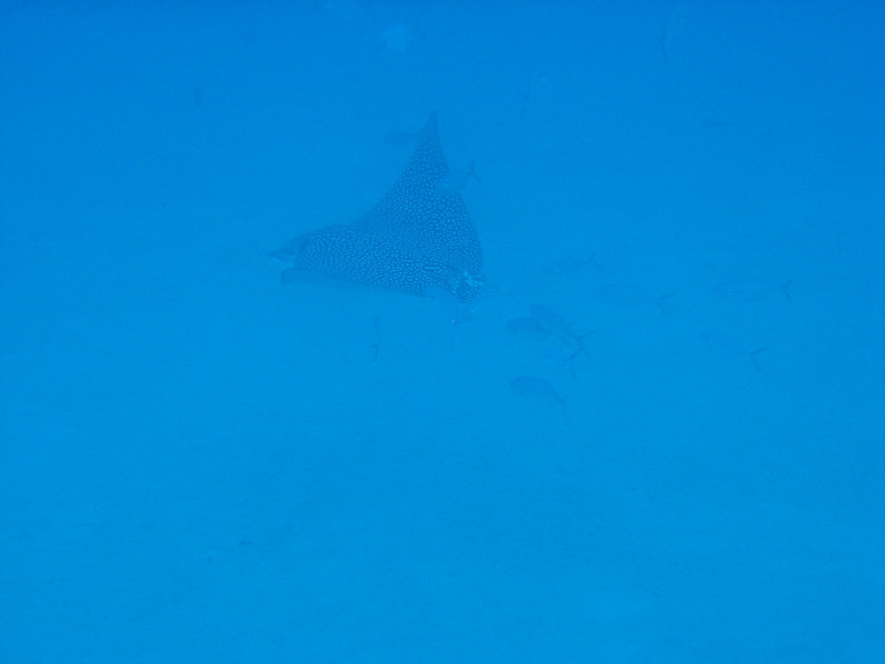 Spotted eagle ray.