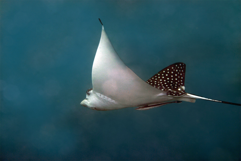 Spotted Eagle Ray