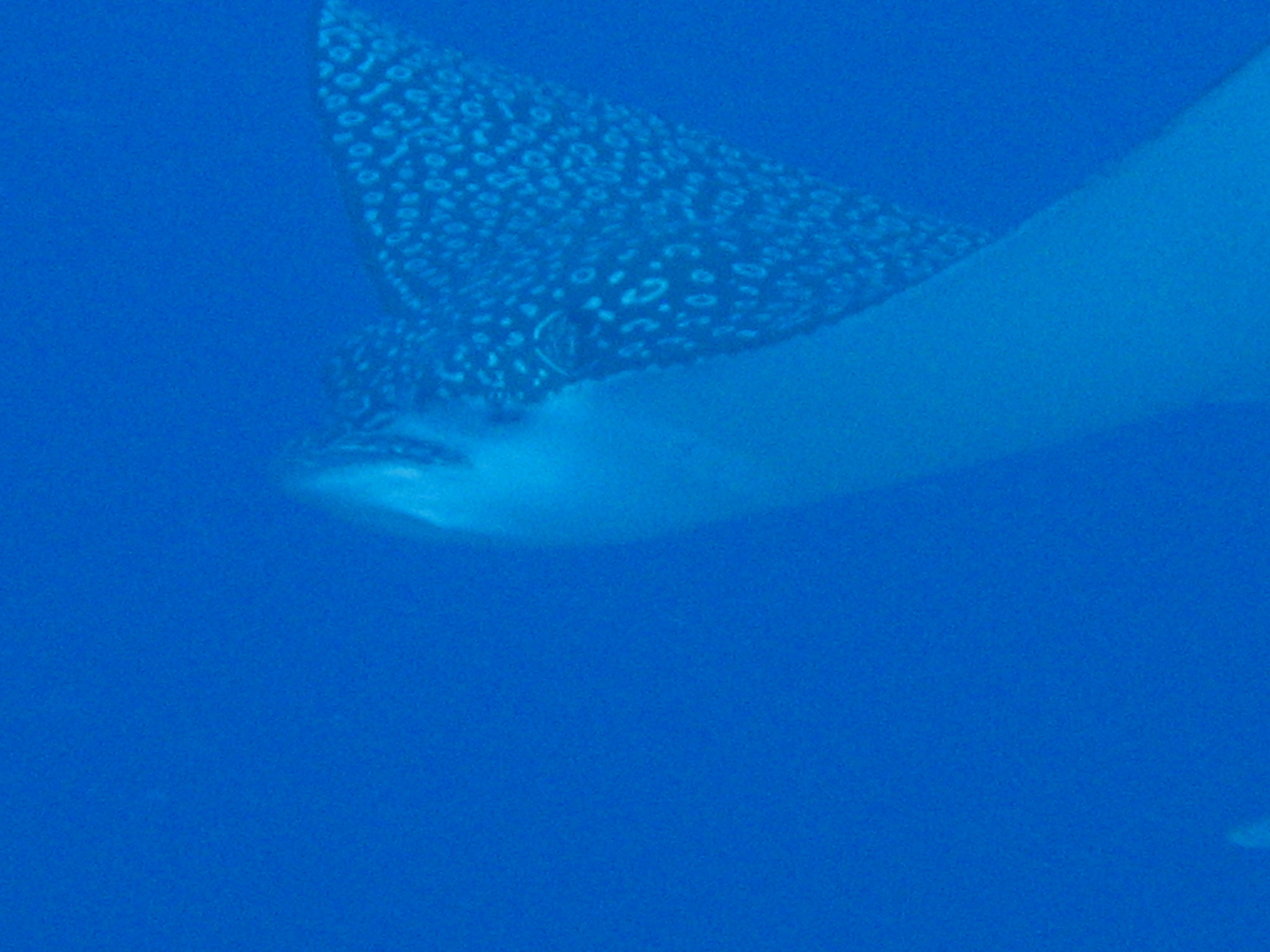 Spotted Eagle Ray