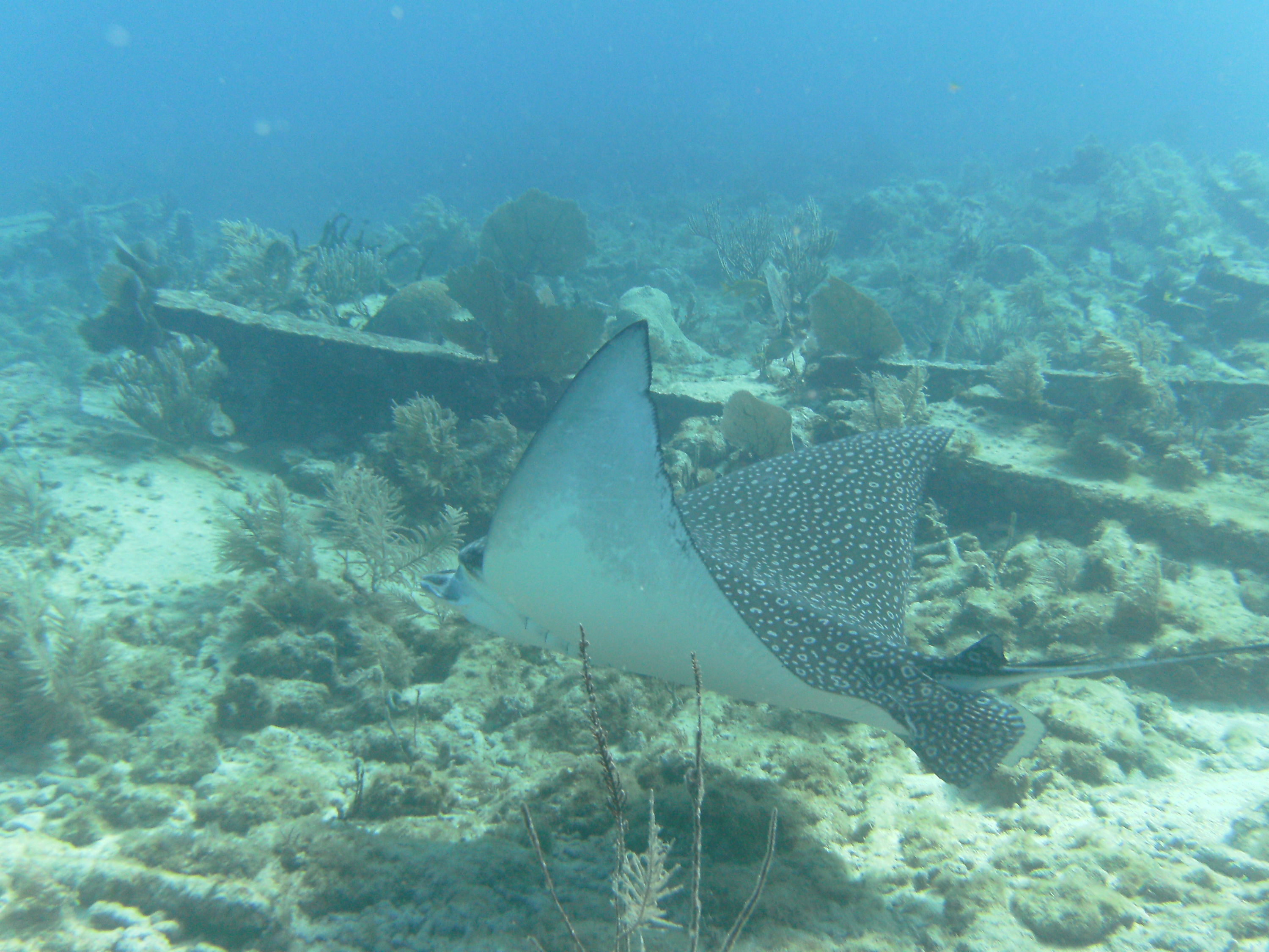 Spotted Eagle Ray