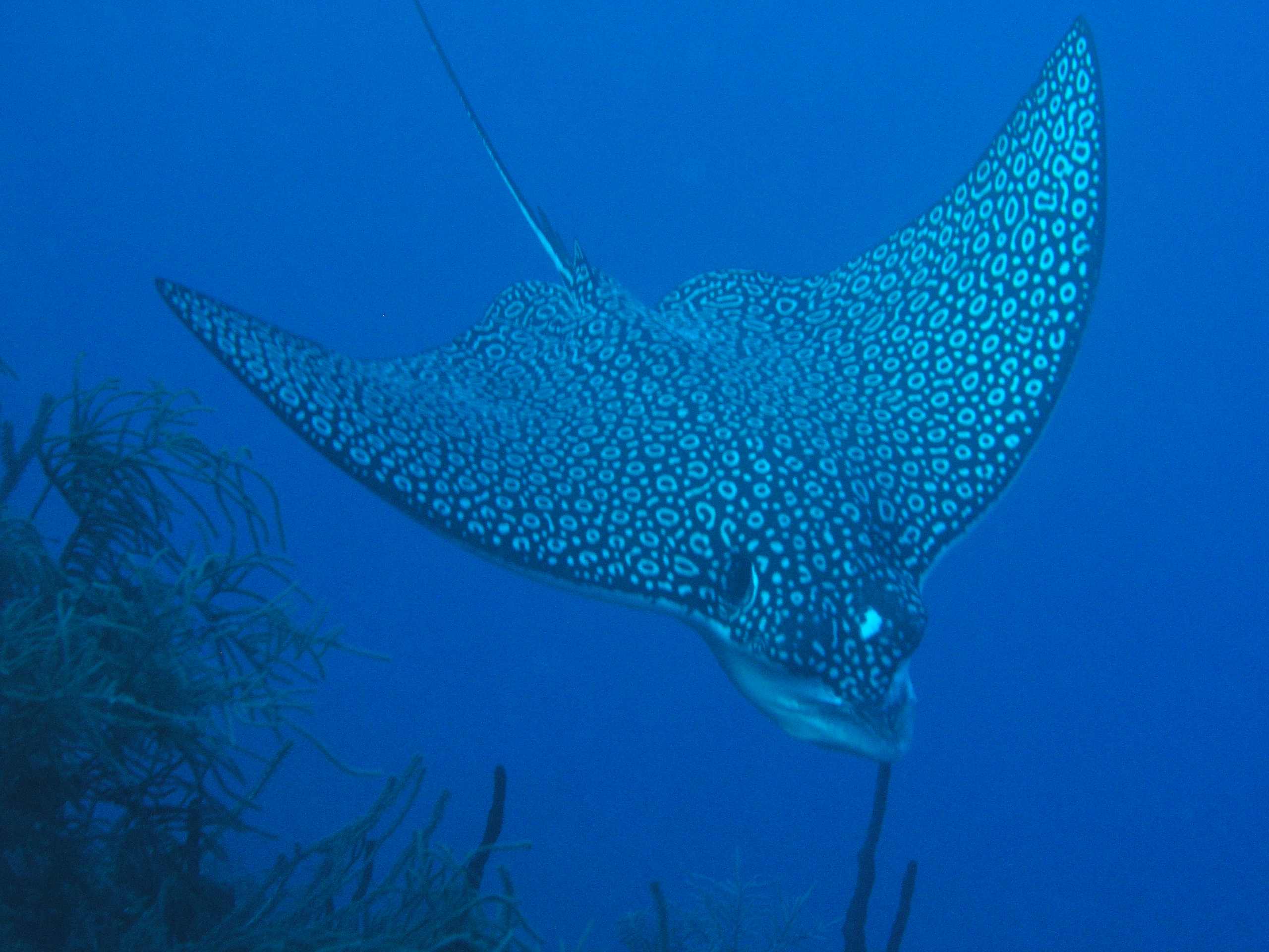 Spotted Eagle Ray