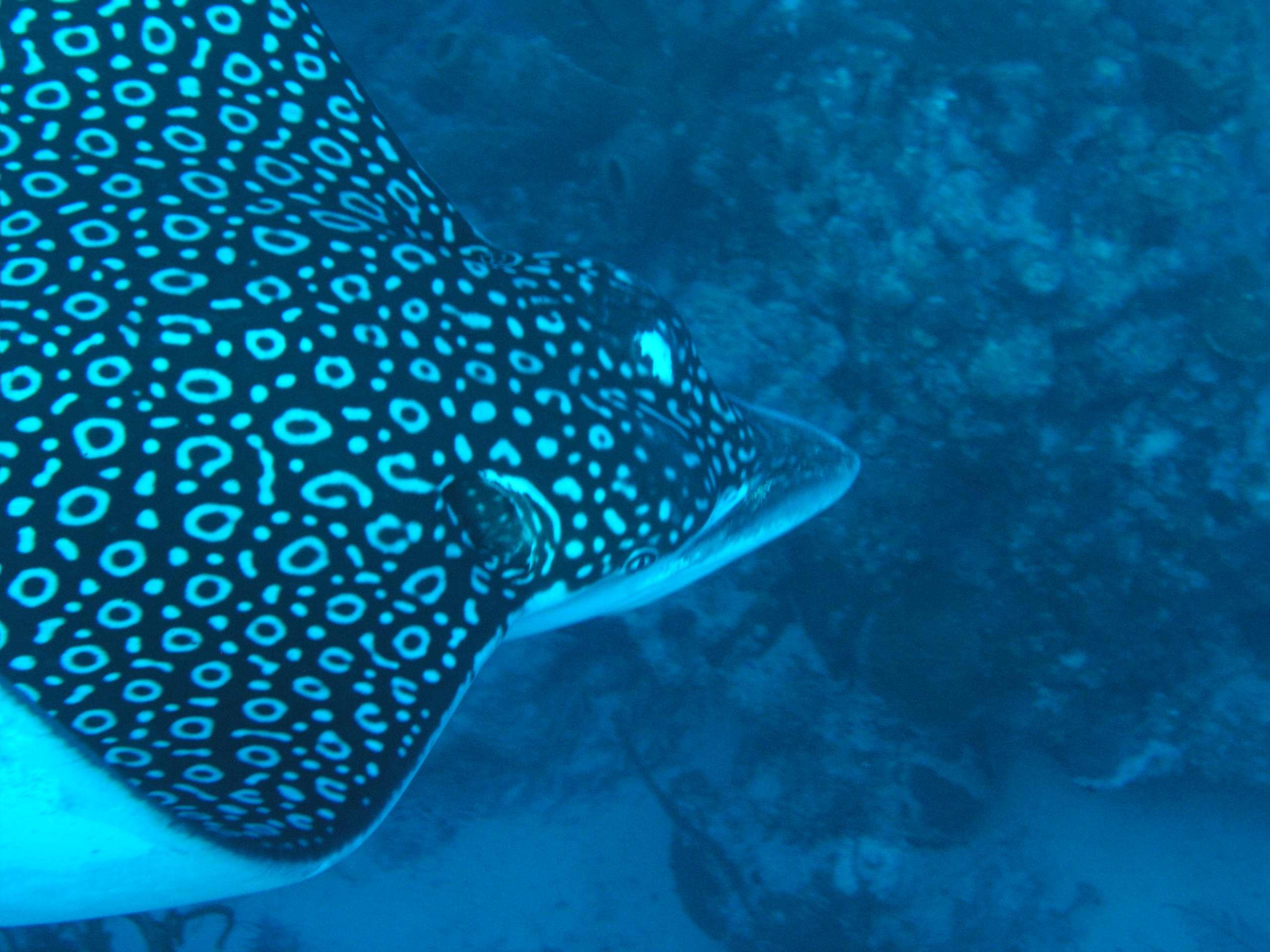 Spotted Eagle Ray