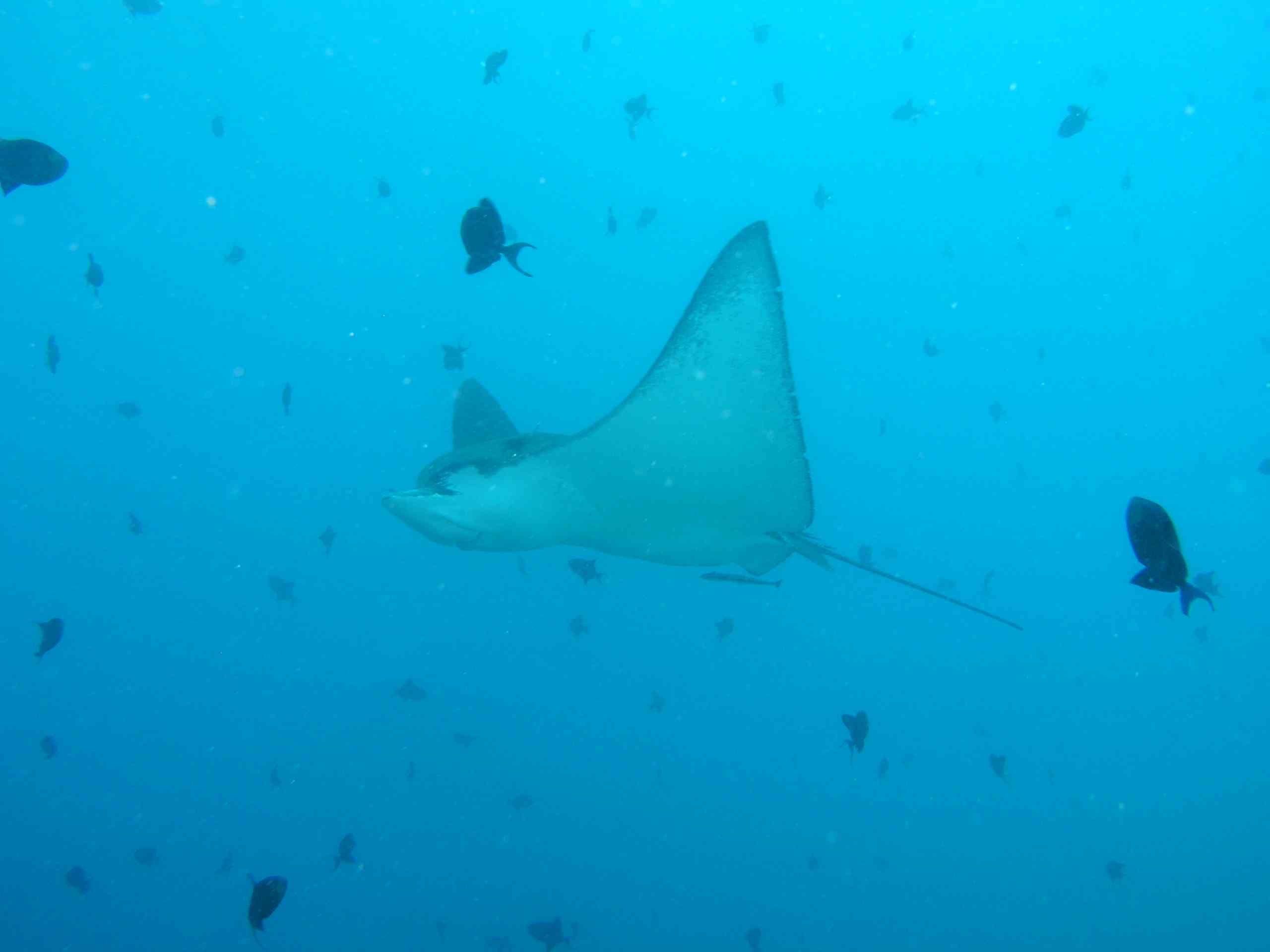 Spotted Eagle Ray