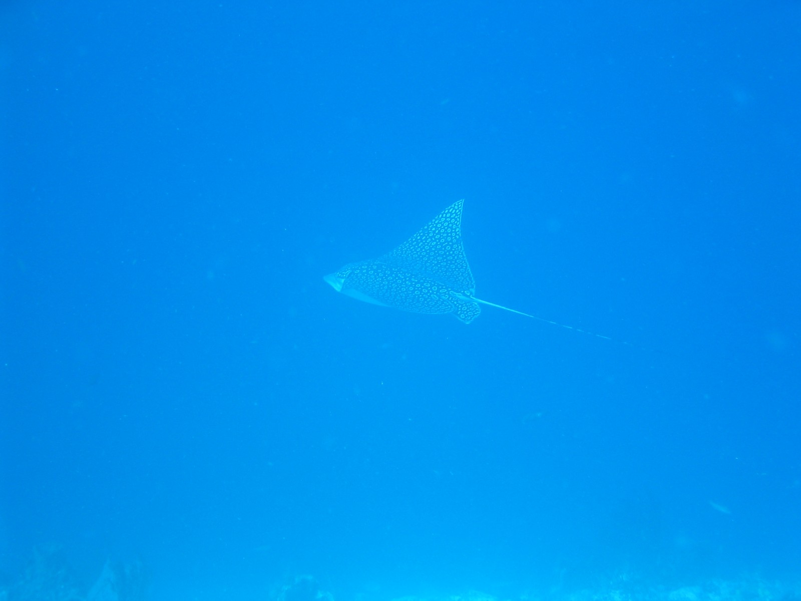 Spotted Eagle Ray