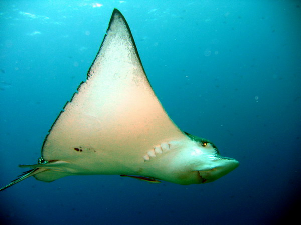 Spotted Eagle Ray