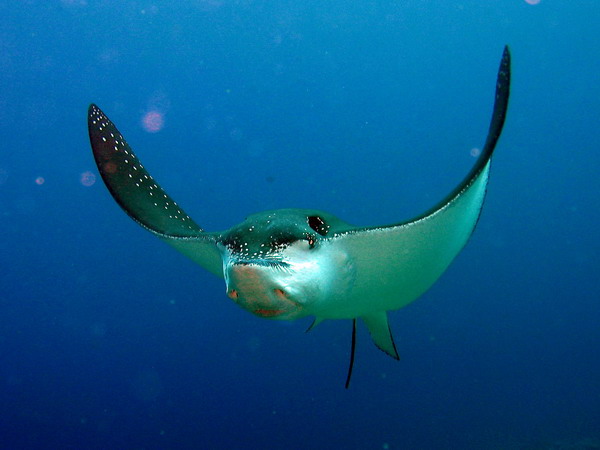 Spotted Eagle Ray