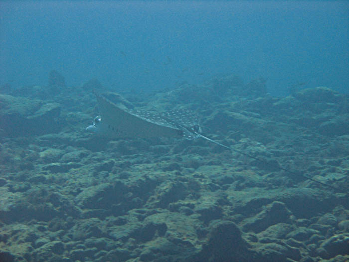 Spotted eagle ray