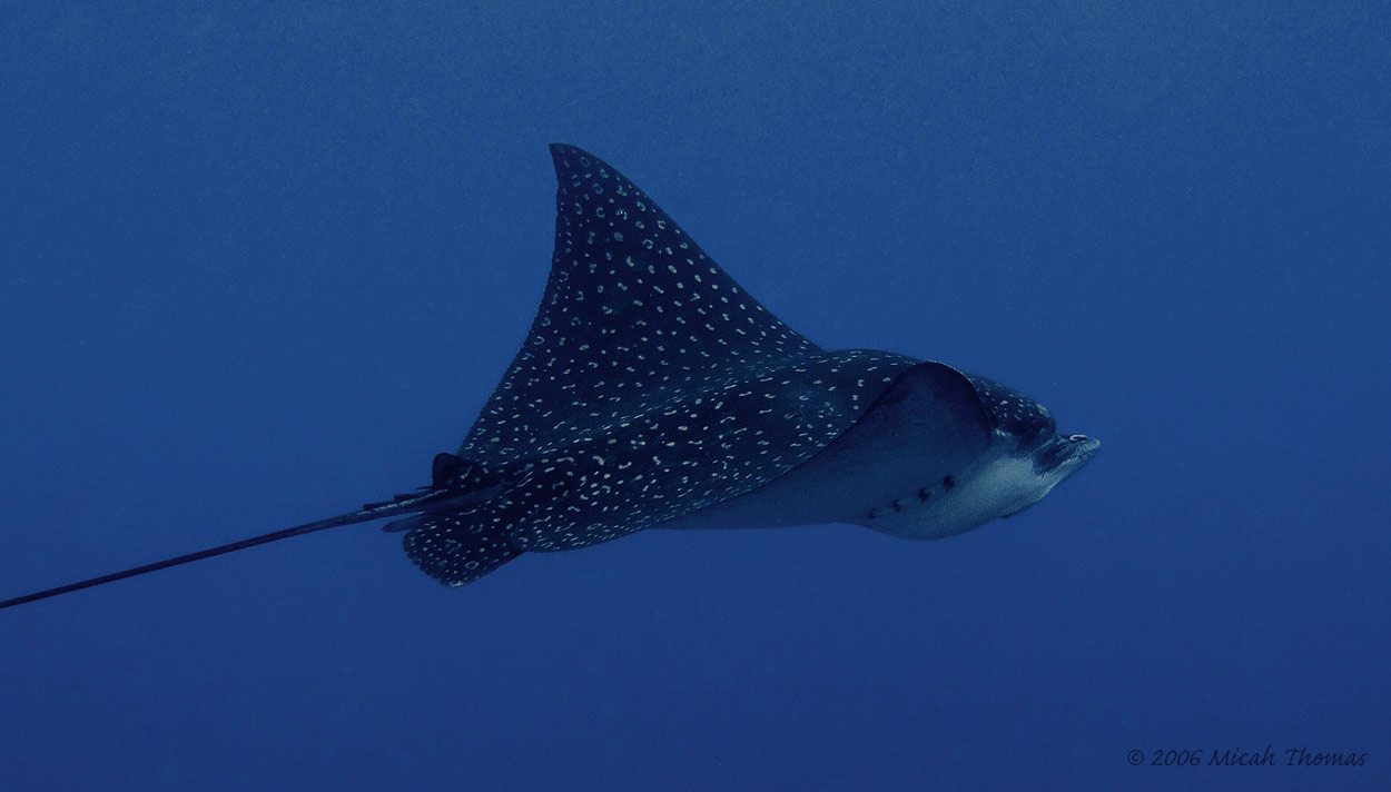 Spotted Eagle Ray