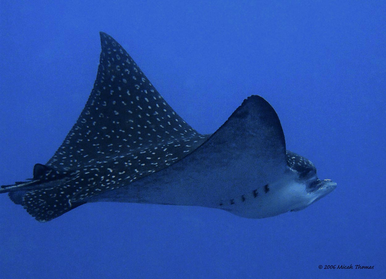 Spotted Eagle Ray