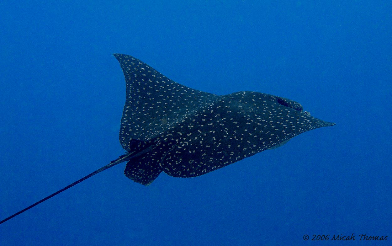 Spotted Eagle Ray