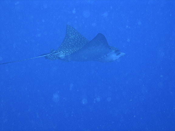 Spotted Eagle Ray