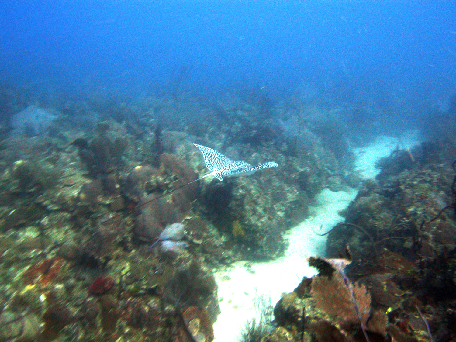 spotted eagle ray