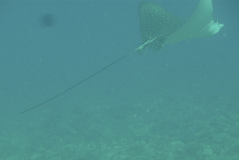 spotted eagle ray