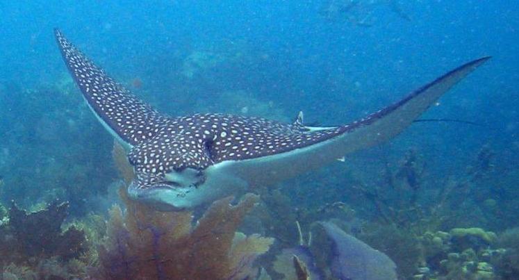 Spotted Eagle Ray