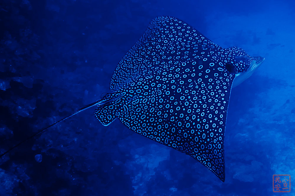 Spotted eagle ray