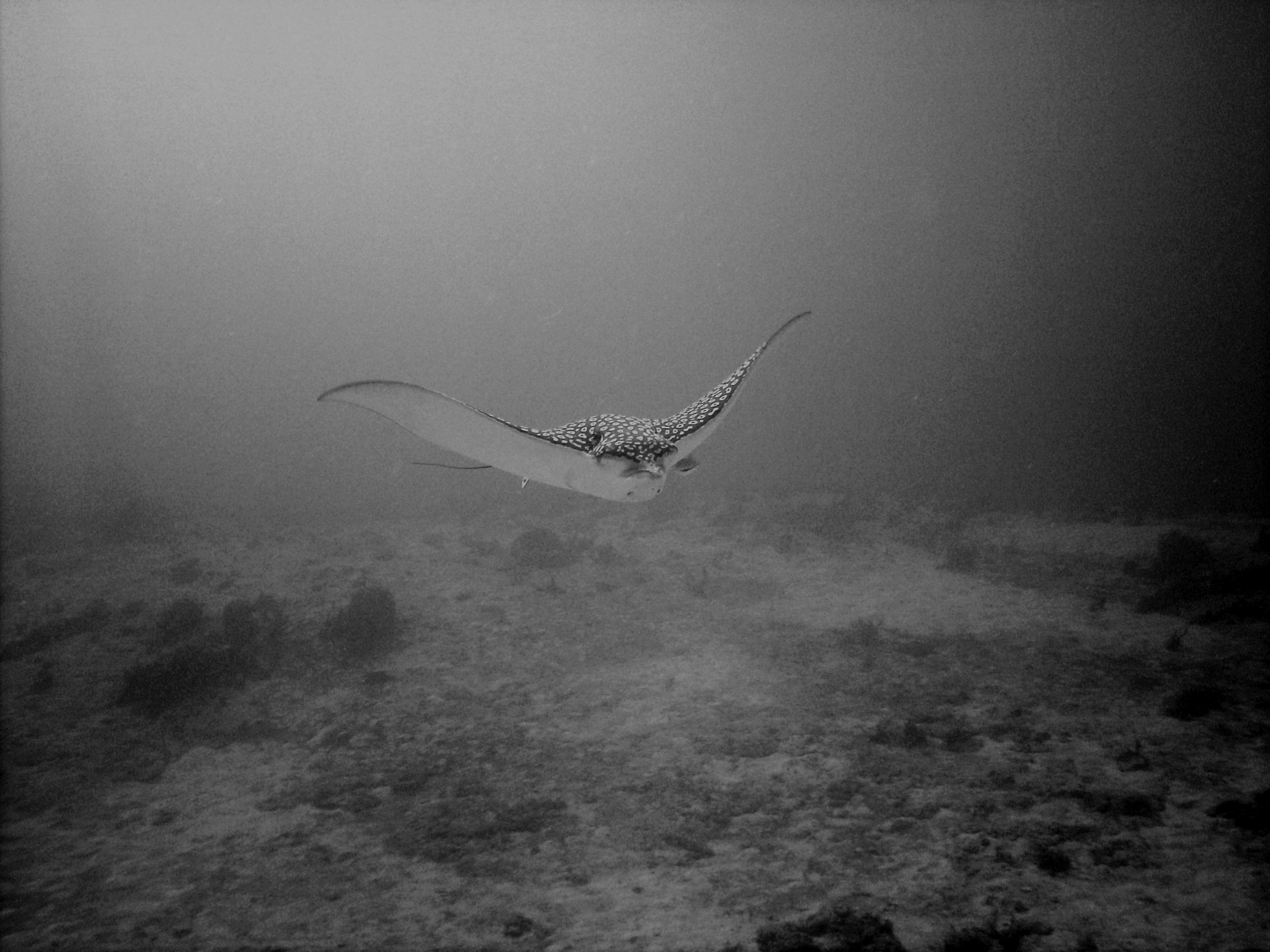 Spotted Eagle Ray