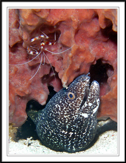 Spotted Eel and Cleaner Shrimp