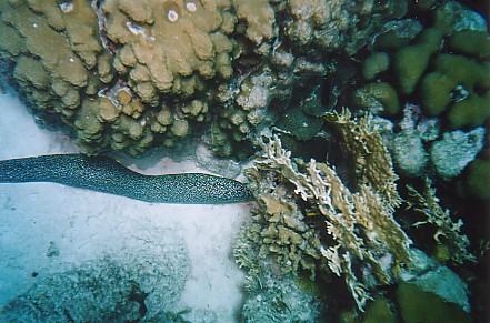 Spotted Eel. Bonaire
