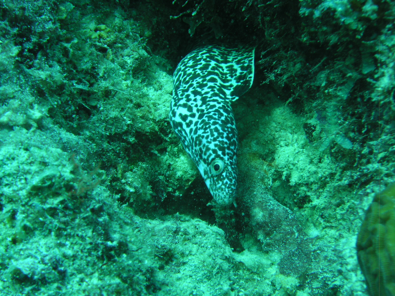 Spotted Eel ( I think anyway, fish Id isn't my strong suit).