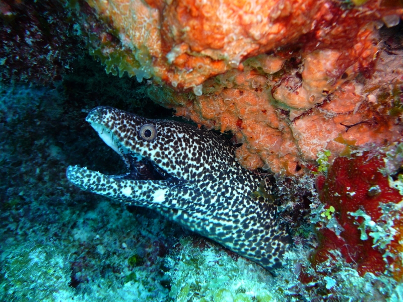 Spotted eel in the Bahamas