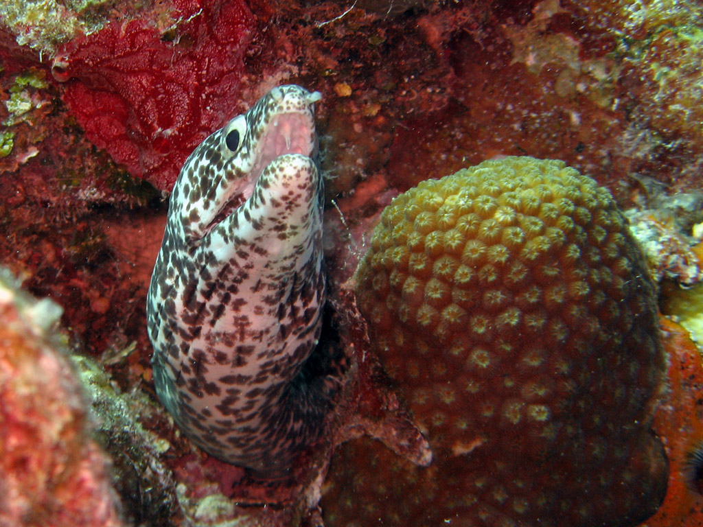 Spotted Eel in Xcalak, Dec 2007