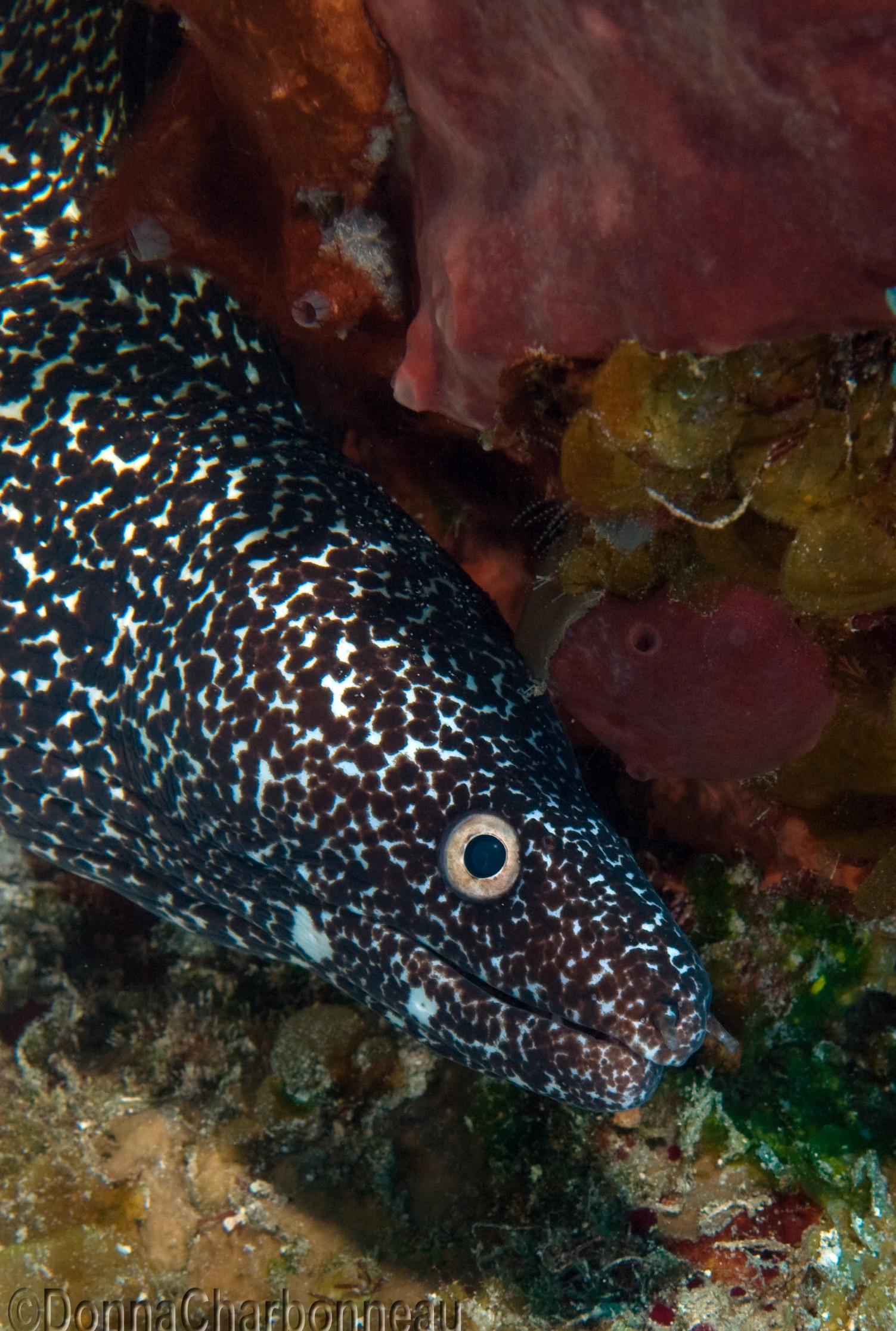 Spotted Eel