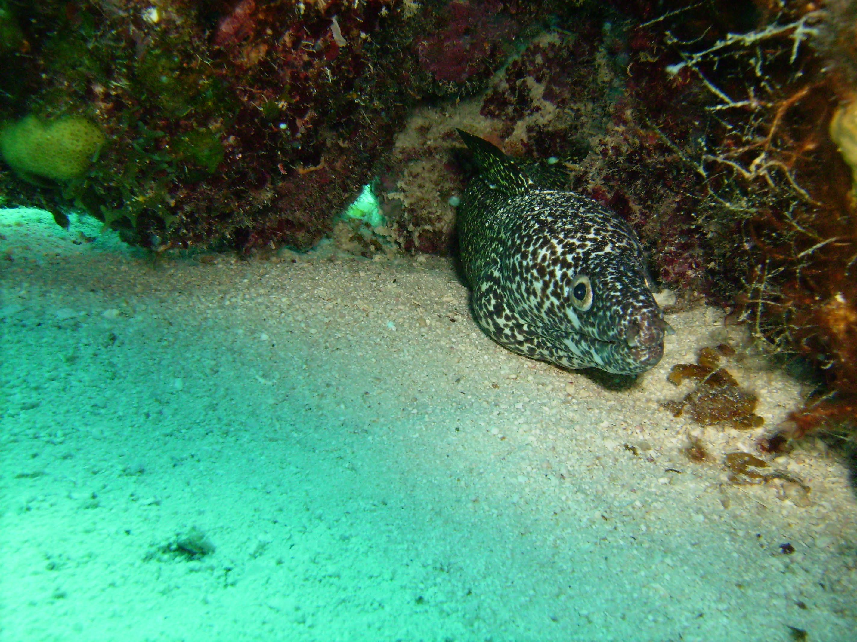 Spotted eel