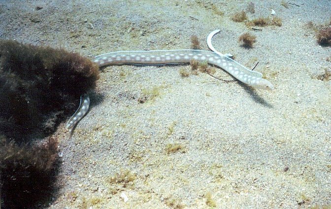 Spotted Eel