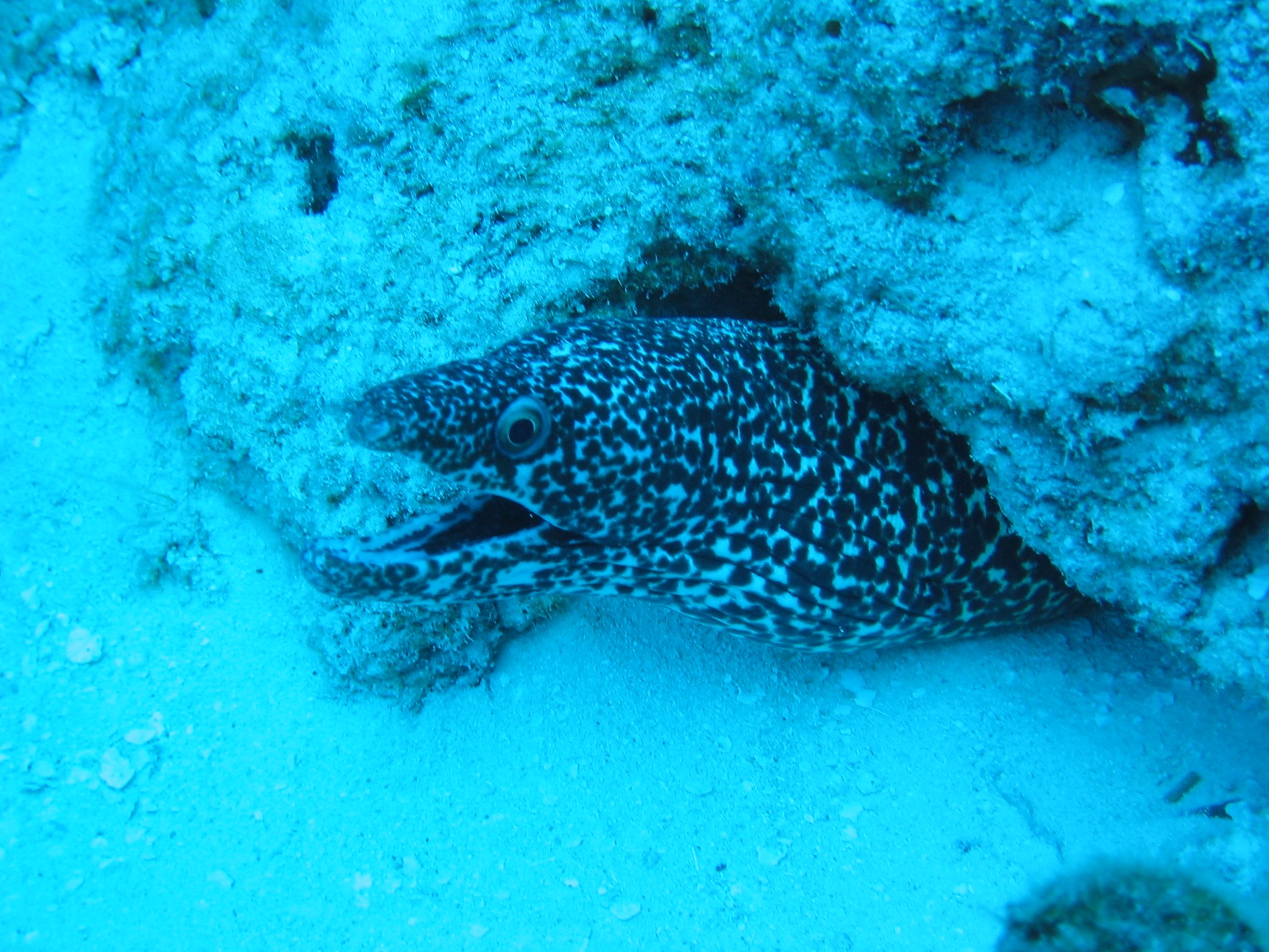 Spotted Eel