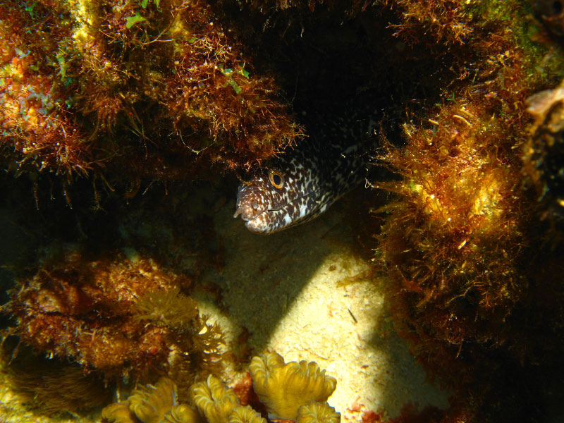 Spotted eel