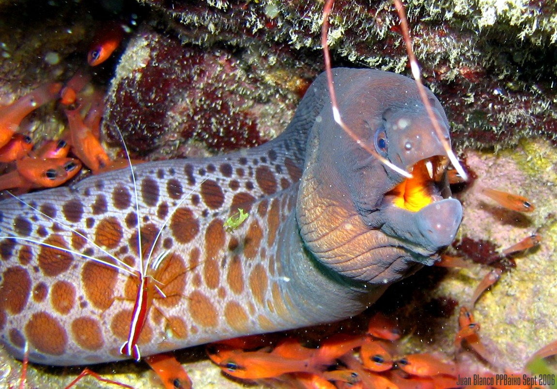 Spotted eel