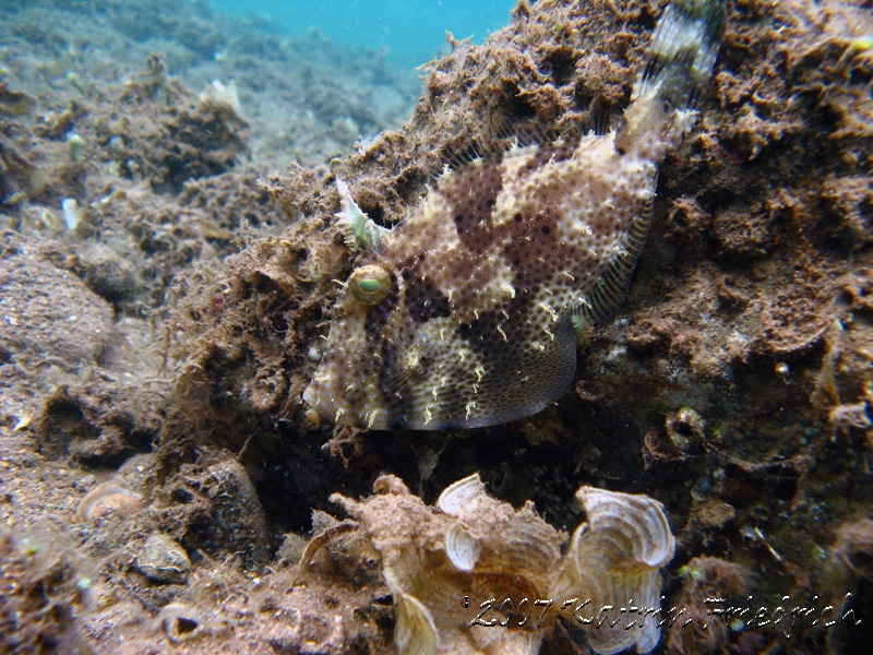 spotted filefish