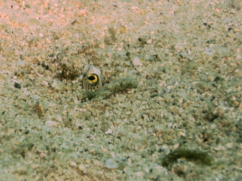 Spotted garden-eel in its hole