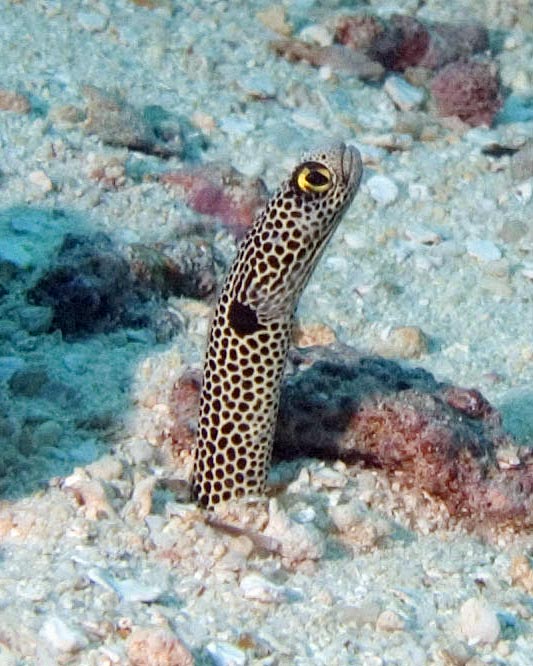 Spotted Garden Eel