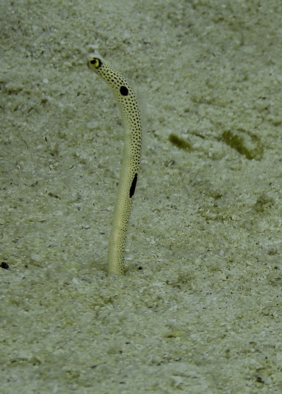 Spotted garden-eel