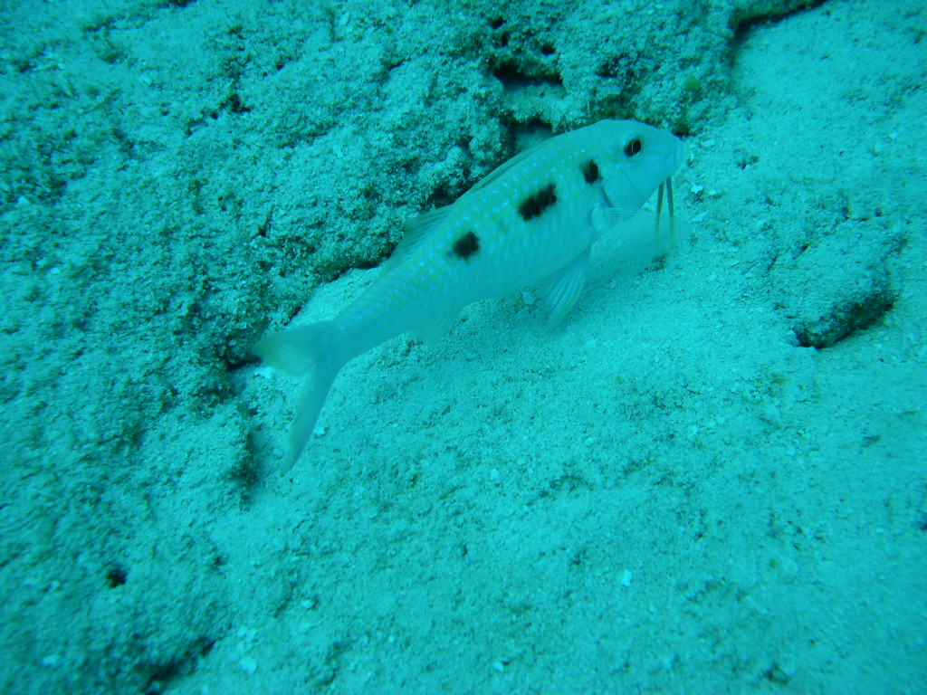 Spotted Goatfish