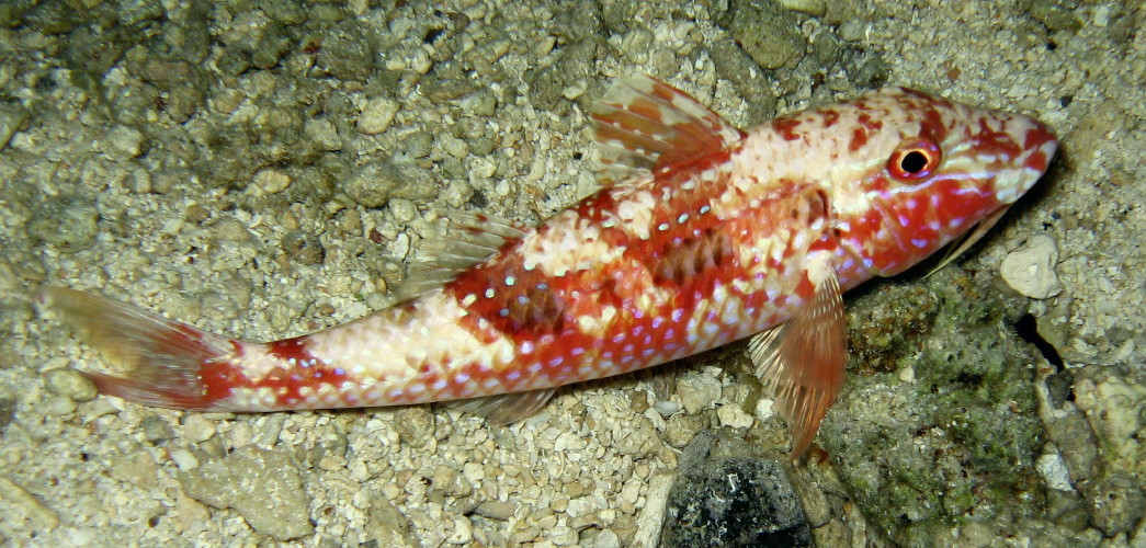 Spotted Goatfish