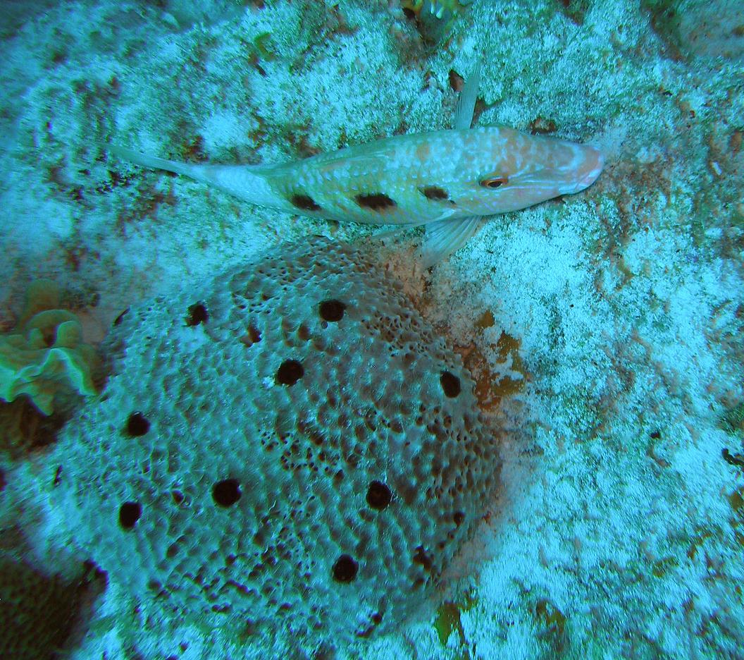 Spotted goatfish