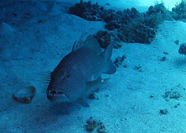 Spotted Grouper G.B.R