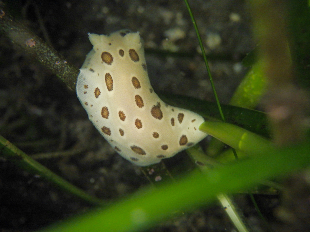 Spotted Leopard Dorid (Diaulula odonoghuei)