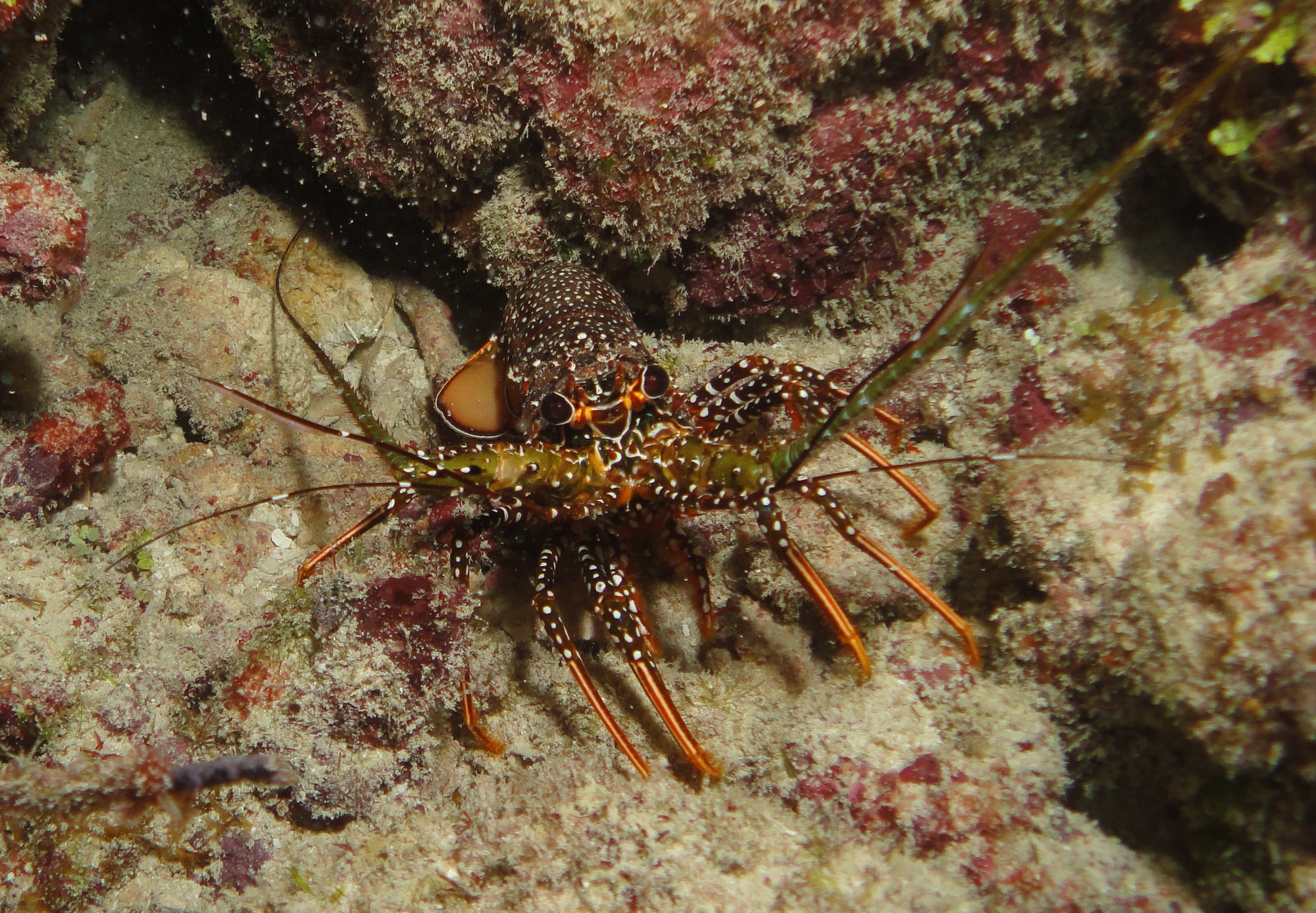 Spotted Lobster