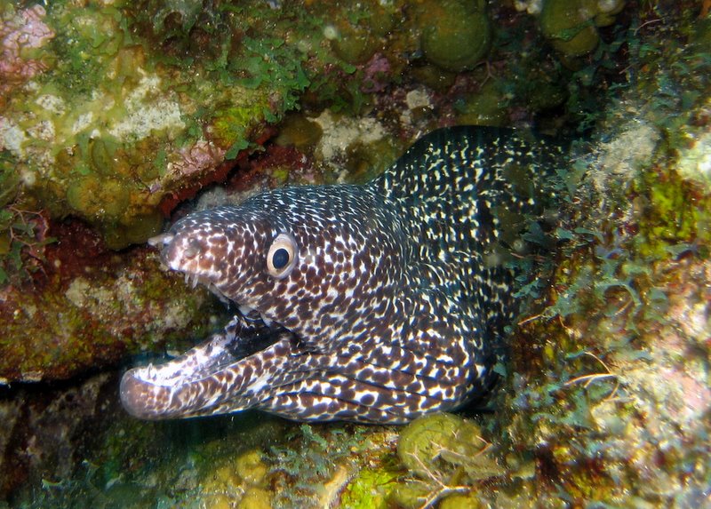 Spotted Moray 2007