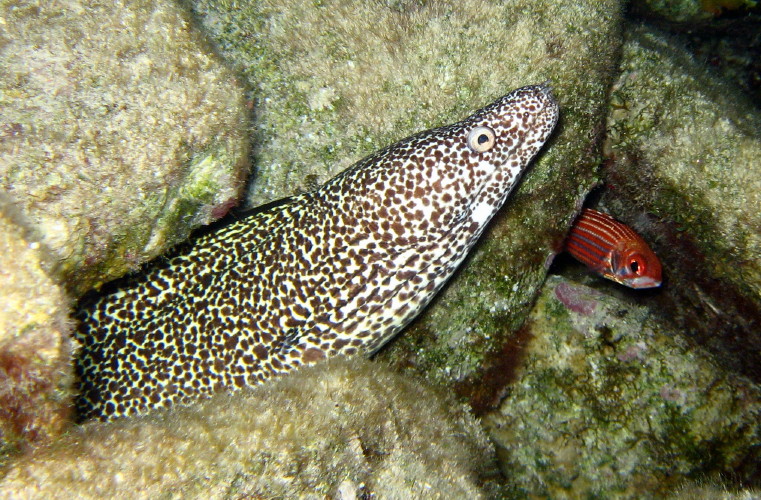 Spotted Moray and Reef Squirrelfish