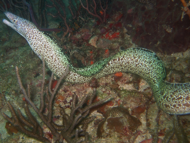 Spotted Moray Eel - Swimming