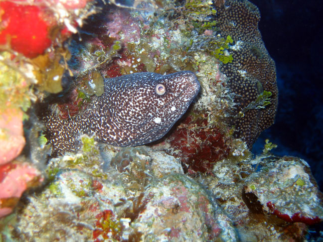 Spotted Moray Eel