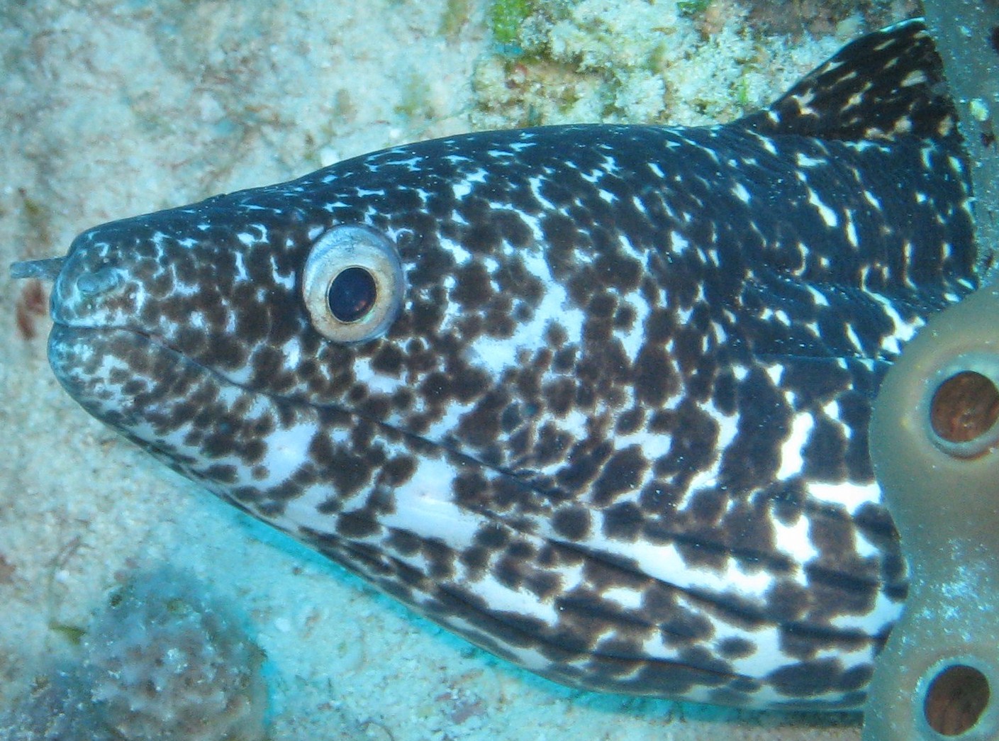 Spotted Moray Eel